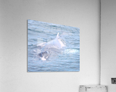 IMG 1403 Acrylic Print