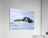IMG 1389 Acrylic Print