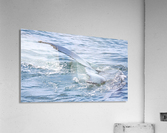 IMG 1410 Acrylic Print