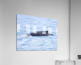 IMG 1378 Acrylic Print