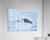 IMG 1384 Acrylic Print