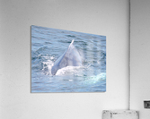 IMG 1404 Acrylic Print