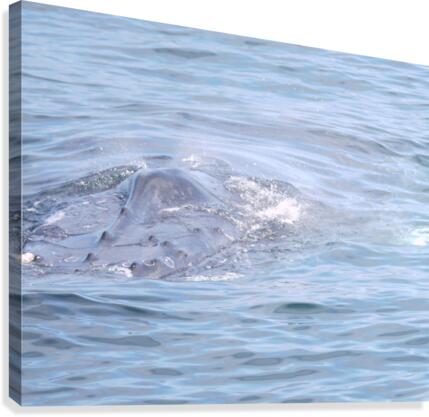 IMG 1401 Canvas Print