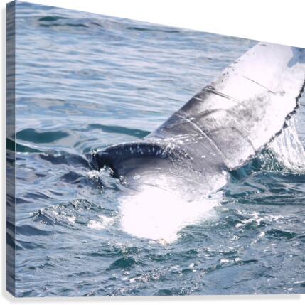 IMG 1397 Canvas Print