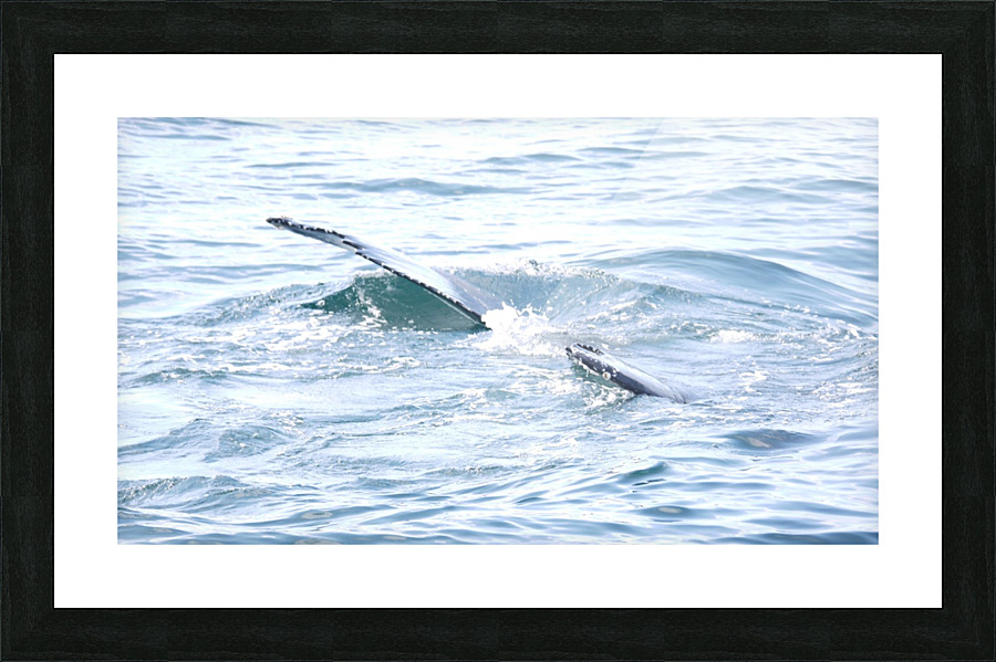 IMG 1411 Picture Frame print