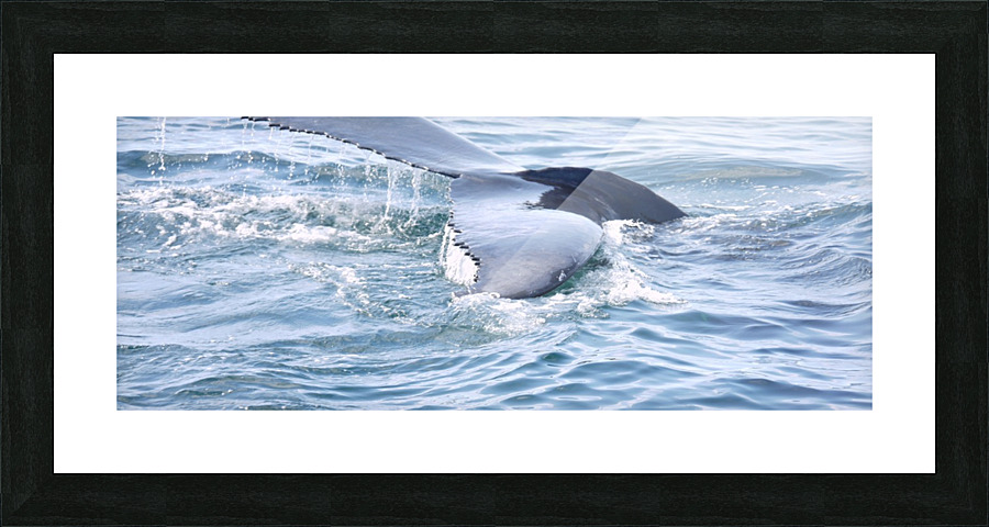 IMG 1409 Picture Frame print