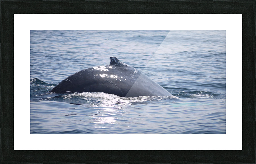 IMG 1391 Picture Frame print