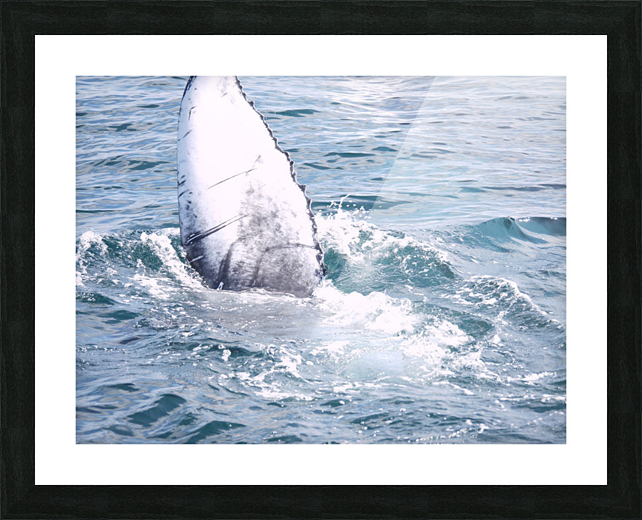 IMG 1399 Picture Frame print