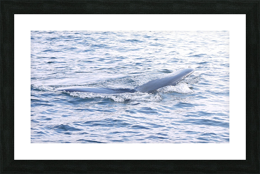 IMG 1416 Picture Frame print