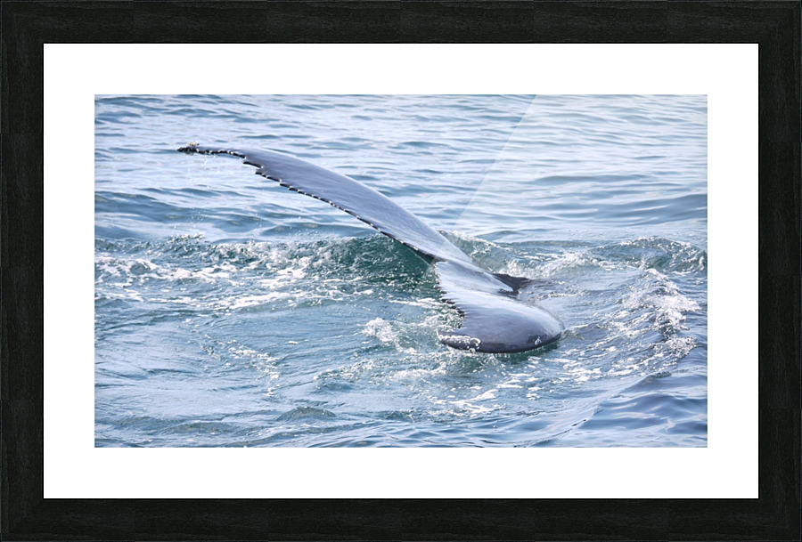 IMG 1410 Picture Frame print