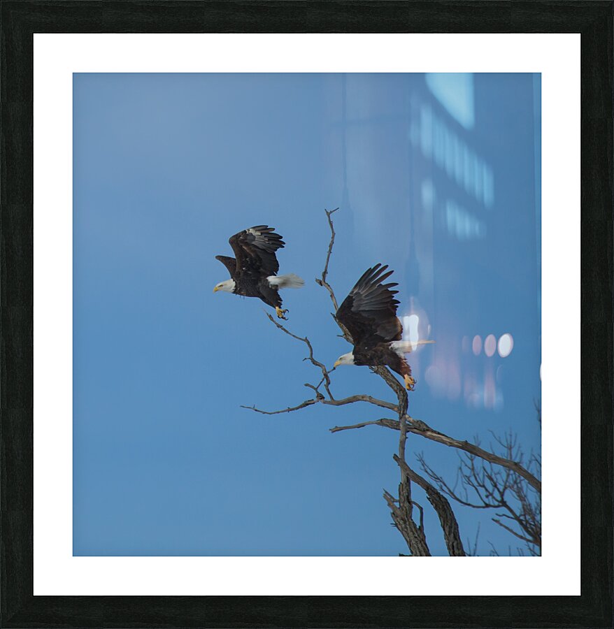 Eagles 13-2 Picture Frame print