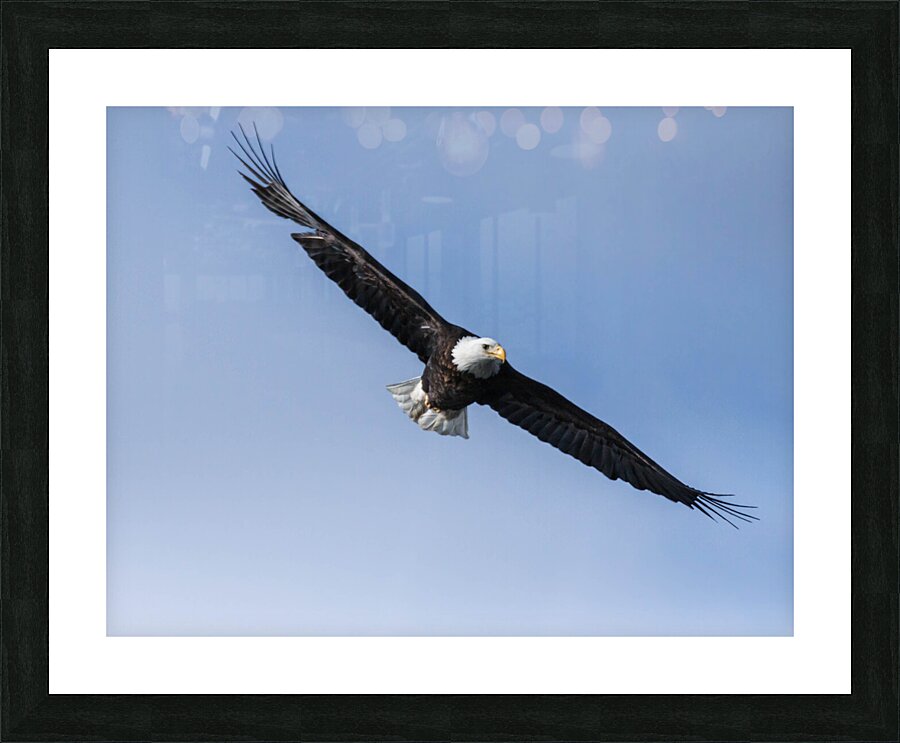 Eagle 13-3 Picture Frame print