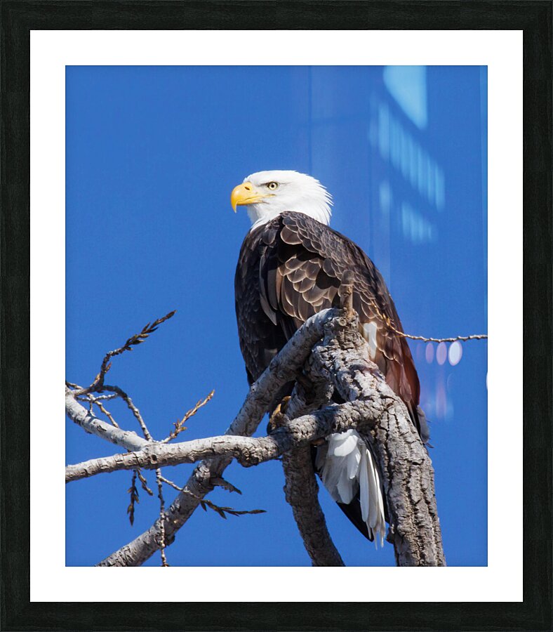 Eagle 13-6 Picture Frame print