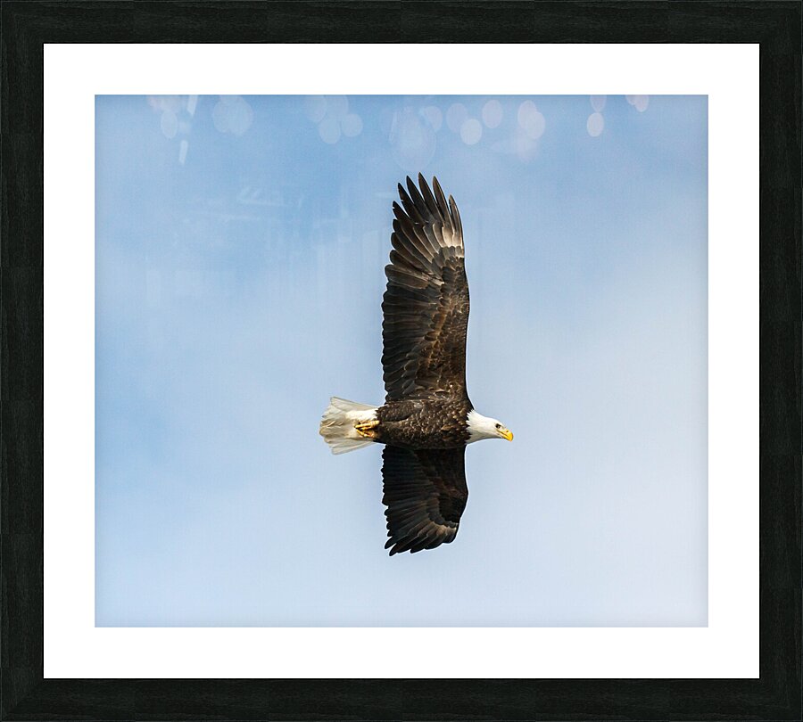 Eagle 13-4 Picture Frame print