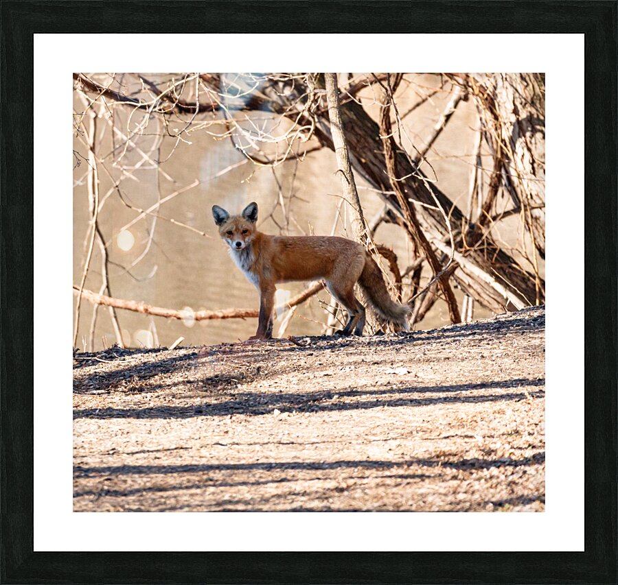 Fox 20-1 Picture Frame print
