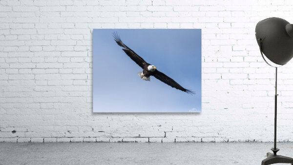 Eagle 13-3 Wall Preview