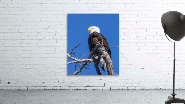 Eagle 13-6 Wall Preview