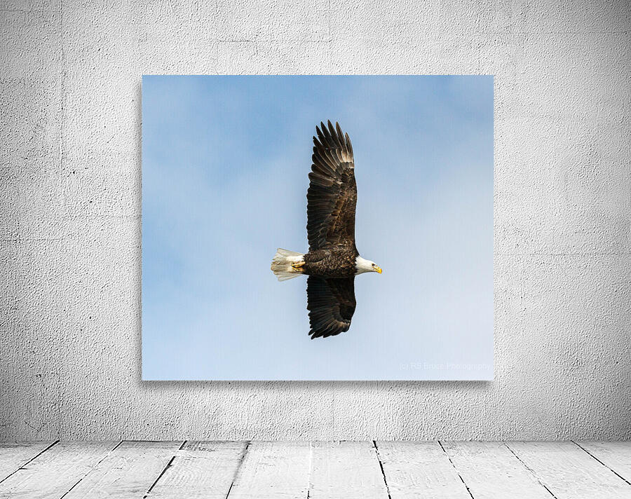 Eagle 13-4 Wall Preview
