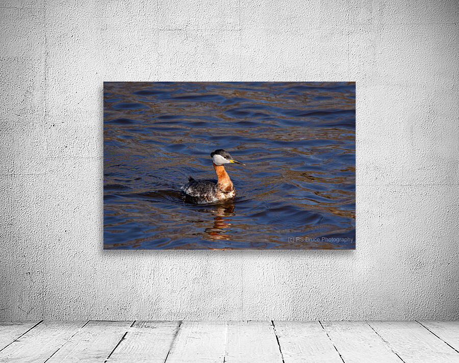 Red-necked Grebe 18 Wall Preview
