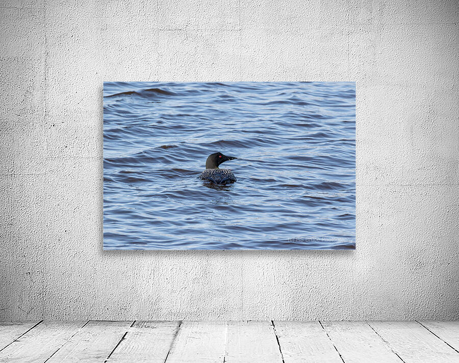 Loon 18-1 Wall Preview