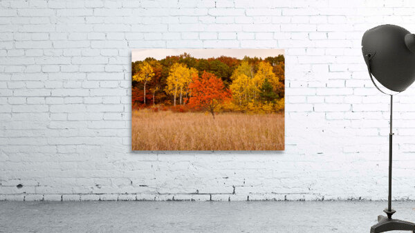 Fall Colors 8-1 Wall Preview