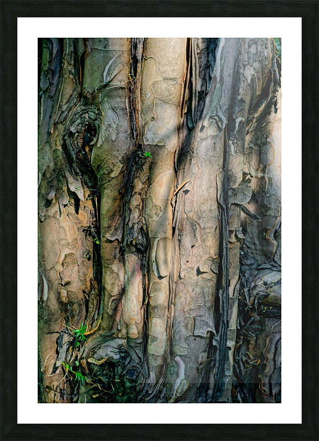 Barking Tree Picture Frame print