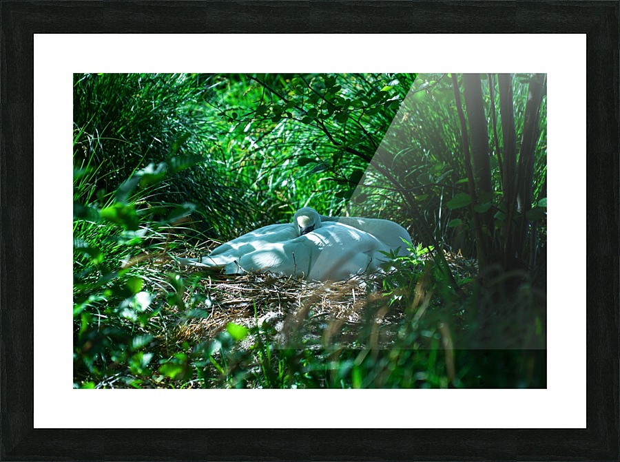 Resting Swan Picture Frame print