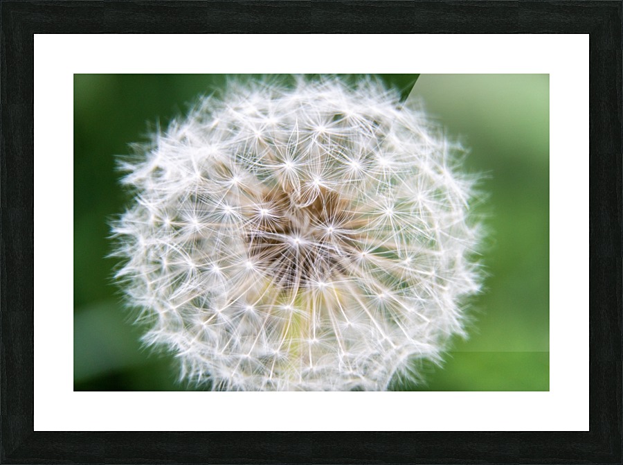 Dandylion Picture Frame print