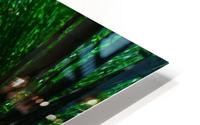 Resting Swan HD Metal print