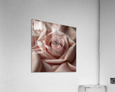 Velvet Rose Acrylic Print