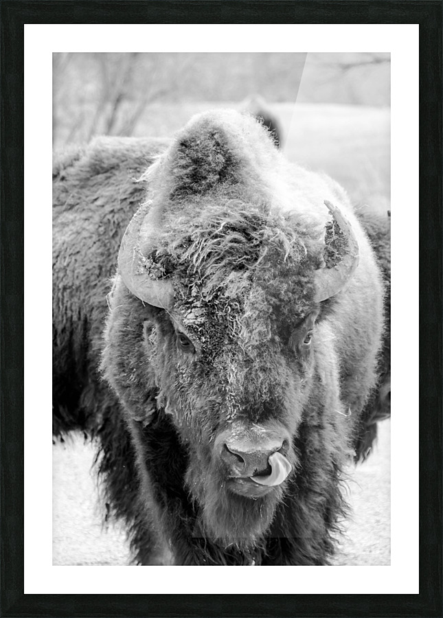 Bully Tough Picture Frame print