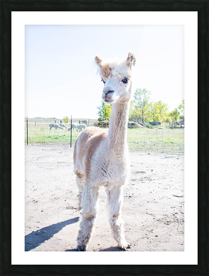 Alpaca Days  Picture Frame print