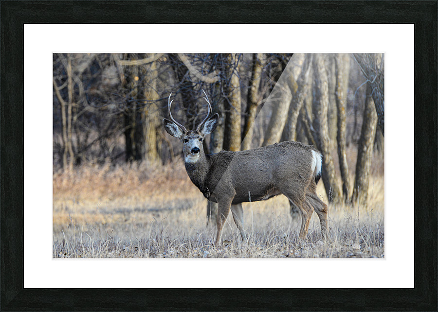 StandingTall Picture Frame print