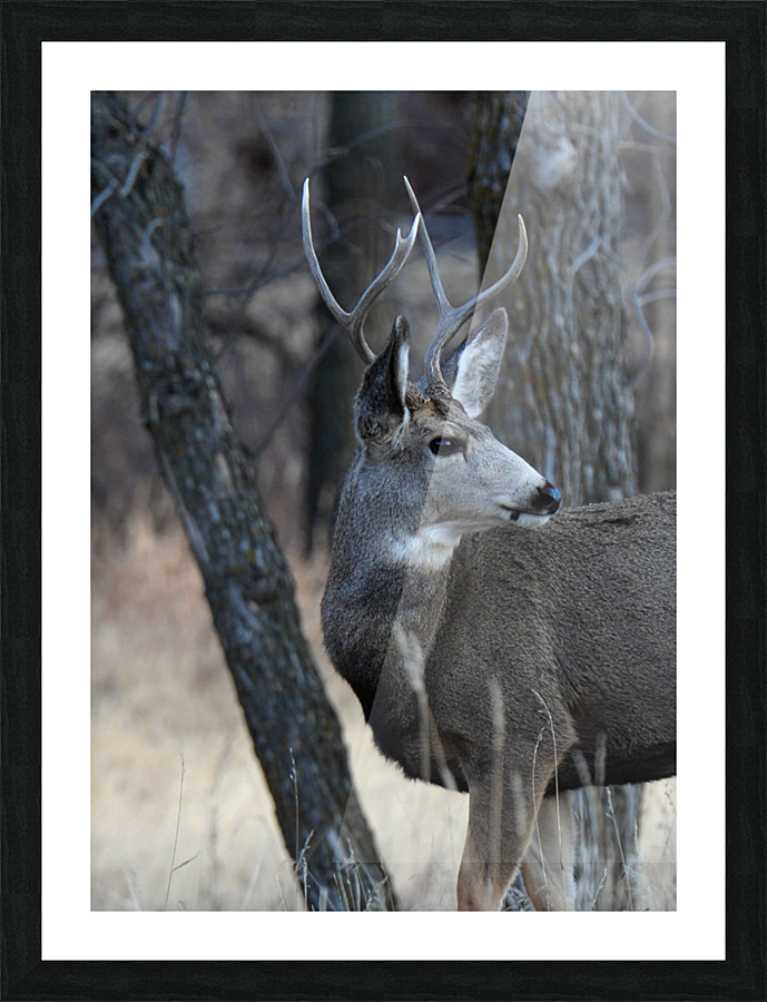 In the Wild Picture Frame print