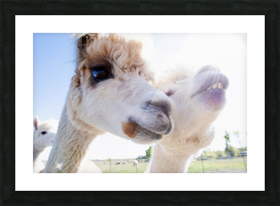 Close Up Picture Frame print