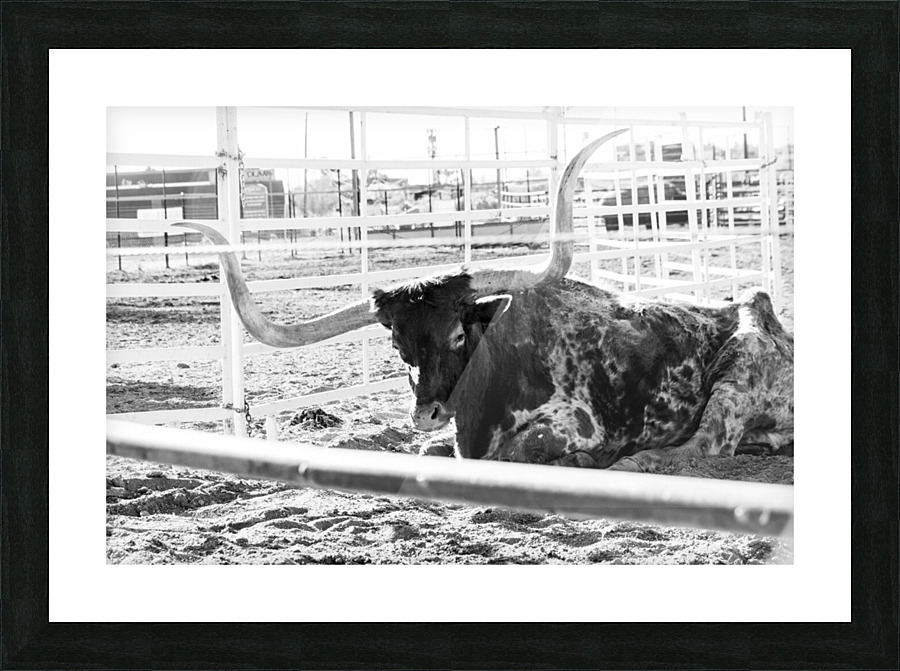 Rustic Longhorn resting  Picture Frame print