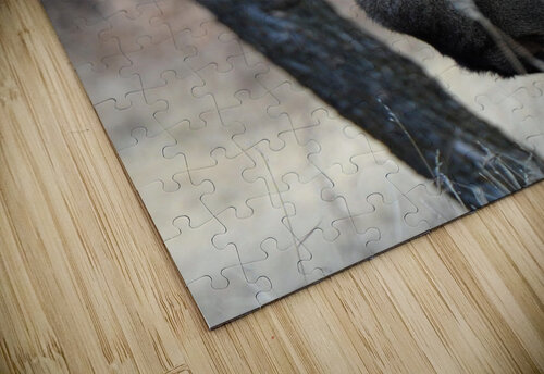 In the Wild M Kenitzer puzzle