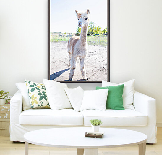 Alpaca Days  Reproduction
