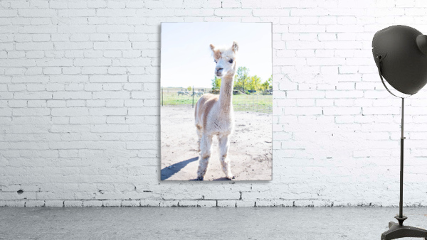 Alpaca Days  Wall Preview