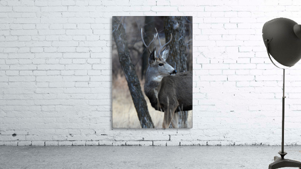 In the Wild Wall Preview