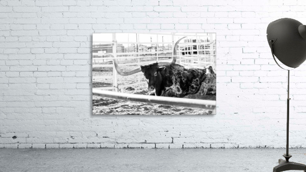 Rustic Longhorn resting  Wall Preview