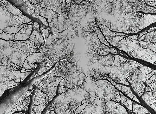 BW 4 Digital Download