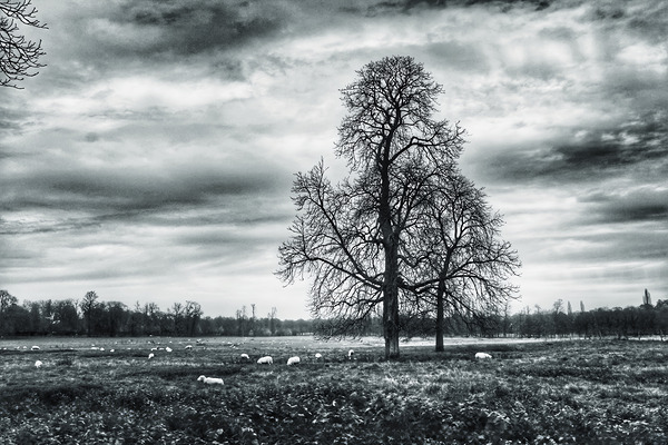 BW 5 Digital Download