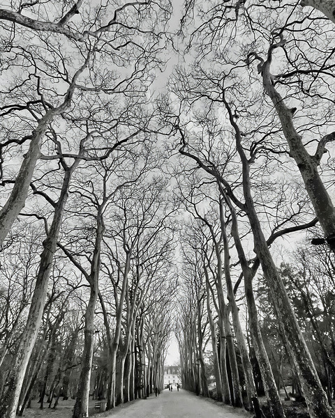 BW 26 Digital Download