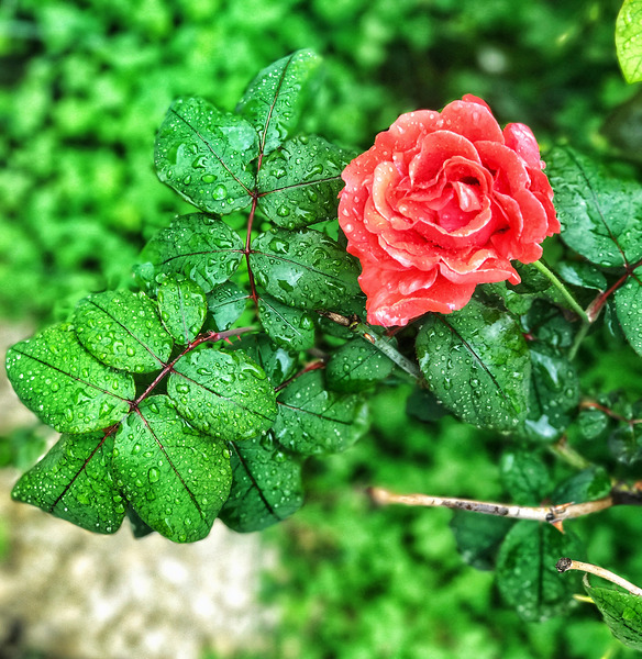 World6 Digital Download