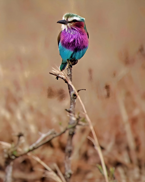 African bird Digital Download