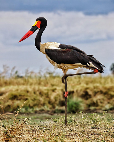 Africa Digital Download