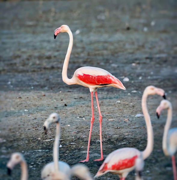 cigogne Digital Download