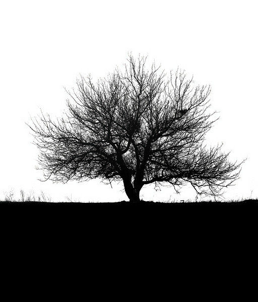 BW 31 Téléchargement Numérique