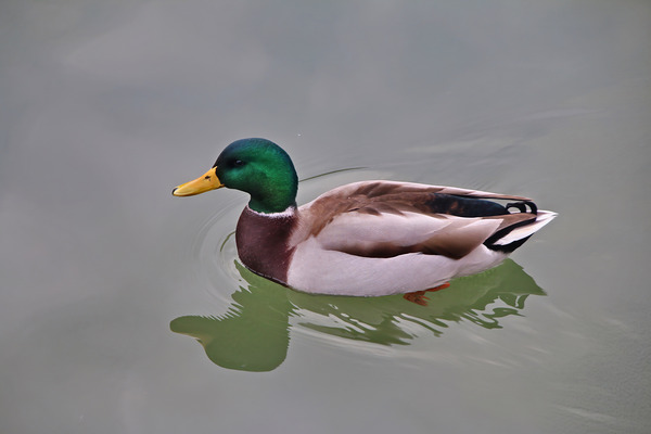 Colvert Digital Download